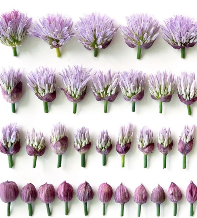 Springtime Chive Blossoms Recipe The Feedfeed